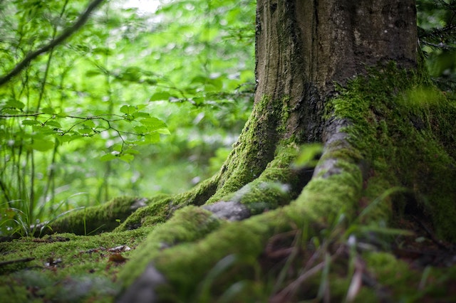 environment-forest-grass-leaves